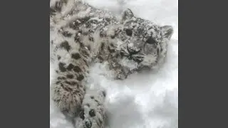 Snow Leopard