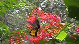Southern birdwing