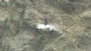 Nesting cormorants - Point Cabrillo Light Station State Historic Park - Mendocino, California