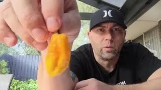 Naga Brain Yellow