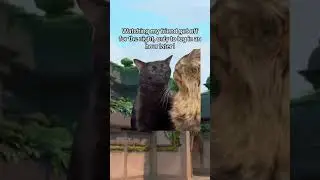 they def cheating & nothing can convince me otherwise😢 #gaming #esports #meme #cat #valorant