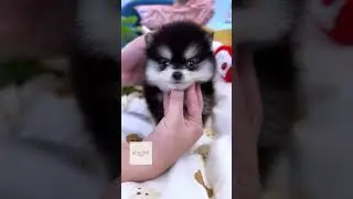 Finally, an incredibly tiny and beautiful Pomsky has arrived!❤️&zwj;🔥❤️&zwj;🔥 #pomskypuppy #pomsky
