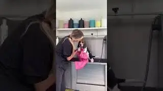 Penny the Beagle: Grooming Fun #fyp #doggrooming #puppy