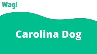 Carolina Dog | Wag!