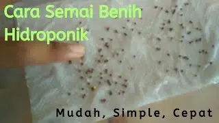 Cara MUDAH Semai Benih Sayur Hidroponik