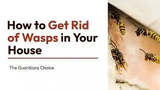 4 Ways to Get Rid of Wasps in Your House