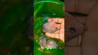 good qulaty fish🐟#youtubshortvideo#viral#views#fishlover#fish#fishing