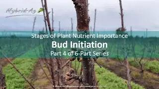 Bud Initiation 2020