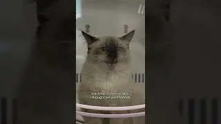 This Kitten Is Hilarious
