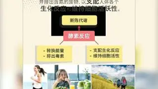 ZENCOSO BALL 在巴西🇧🇷发酵再运到日本🇯🇵 100%日本生产进口