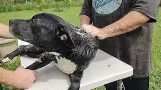 Joshua Bear Cub Gets Soaked