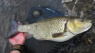 Jalec hlavat&yacute; - 60cm