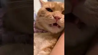 Hilarious Cat Video: No Kisses Allowed! 😂😹