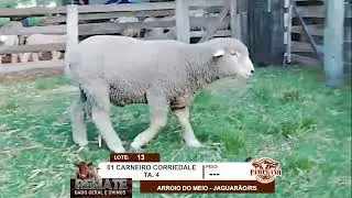 Lote O13