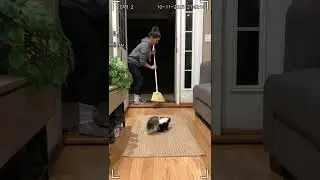 Skunk spray on him. #foryou #funny #ai #artificialintelligence #subscribe #fypシ