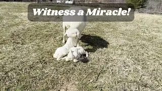 Witness the Miracle: Sheep Gives Birth to Twin Lambs