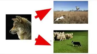 Domestication - From Wolves to Dogs
