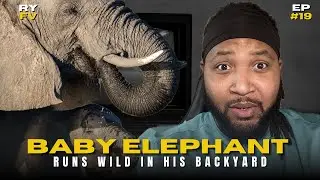 Baby Elephant Runs Wild | Reacting To Small Youtubers First Youtube Video