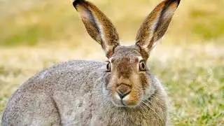 How fast does a jackrabbit run? What does a jackrabbit eat? What are fun facts about jackrabbits?