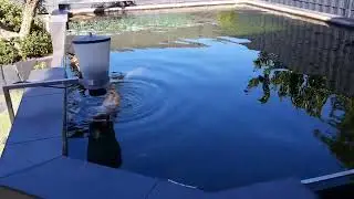 Hochteich mit Teichscheibe 220 cm und 160cm l&auml;nge.
