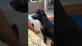 Wheezing sound means where&rsquo;s my food?