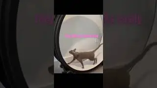 Cornish Rex Intelligence #shorts #cornishrex #cat #intelligence #youtubeshorts