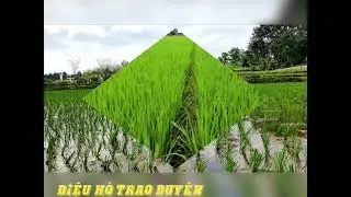 ĐIỆU H&Ograve; TRAO DUY&Ecirc;N.VLDN