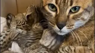 COT_5_COT#funny #doggielife #cat #cutecat #comedy 
