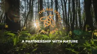 THE BEE EFFECT | Boland Trees for Bees & Water Conservation