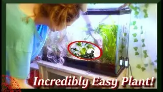 Anubias Care Basics: Growing Healthy Plants with Ease!