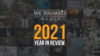 We Animals Media: 2021 Year in Review