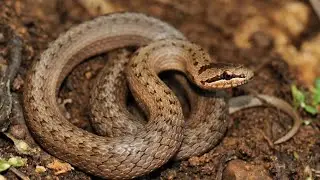 Обыкновенная медянка&nbsp;(лат. Coronella austriaca)
