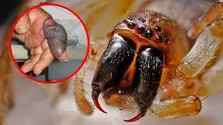 Strangest Spider Species In The World
