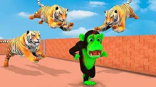 Temple Run Funny Monkey Run away From Zombie Tigers | Zombie Monkey vs Giant Tigers Animals Fight