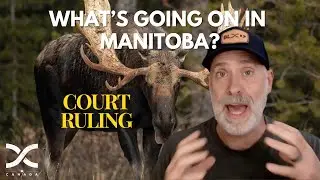 Manitoba Moose Hunting - Court Ruling