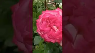 Роза | Мой Дзен Катя Суслова