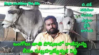 బీరం సుబ్రహ్మణ్యేశ్వర రెడ్డి .. యువతరానికి ఆహ్వానం Beeram subramanyeswara Reddy # ongole bulls
