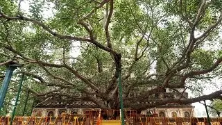 3 min under the Buddha Tree - Bodhitree Mahabodhi Temple Bodhgaya