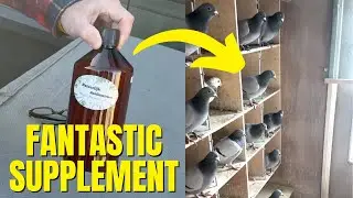 AMAZING NEW Supplement for Racing Pigeons (MUST SEE)