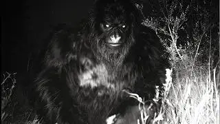 Impossible Yet TRUE: The Bizarre Trail Cam Sighting No One Can Debunk