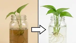 Plant Pot Cleaning Hacks & Water Propagation Secrets! 🌱 Hydroponics at Home 