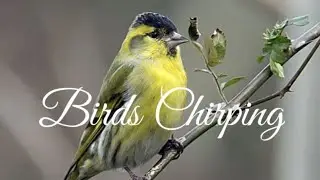 Bird's Chirping