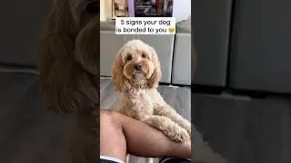 5 Signs Your Dog is Bonded to You 😳