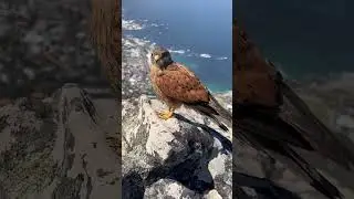 Rock Ketrel on Lions Head