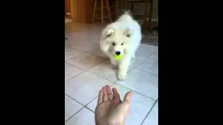 Samoyed Puppy Plays Fetch