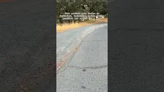 Tarantula Migration, Mt. Diablo, California #spider #tarantula #love #migration #roadtrip #scary #yt