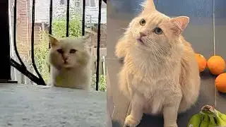Stray Cat Was Returned After Adoption, But His Story Wasn't Over... 💔🏠