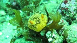 Dorid Nudibranch