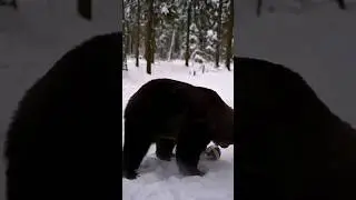 Tom is playing football #wildlife #bear #bears #tom #viral #wildanimals #cuteanimals #cutebears