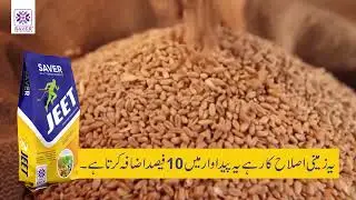 saver ke Jeet  gandam ko banya sona